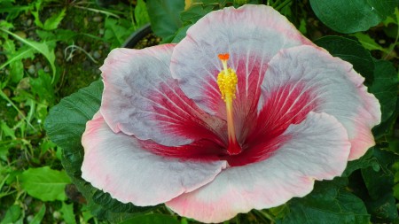 Hibiscus Torch Song